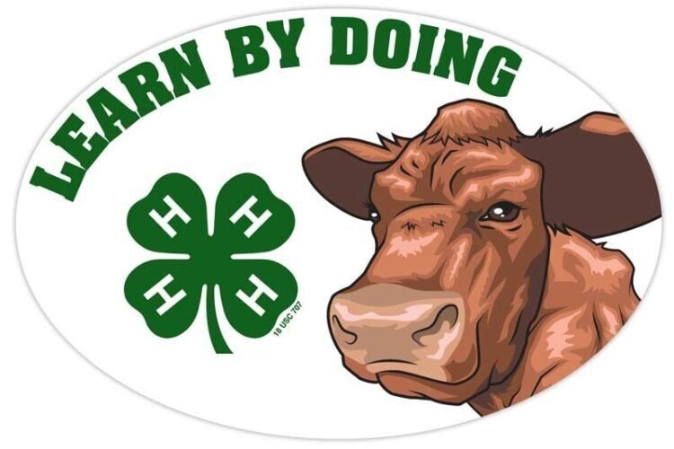 4-h refrigerator magnet - beef cattle
