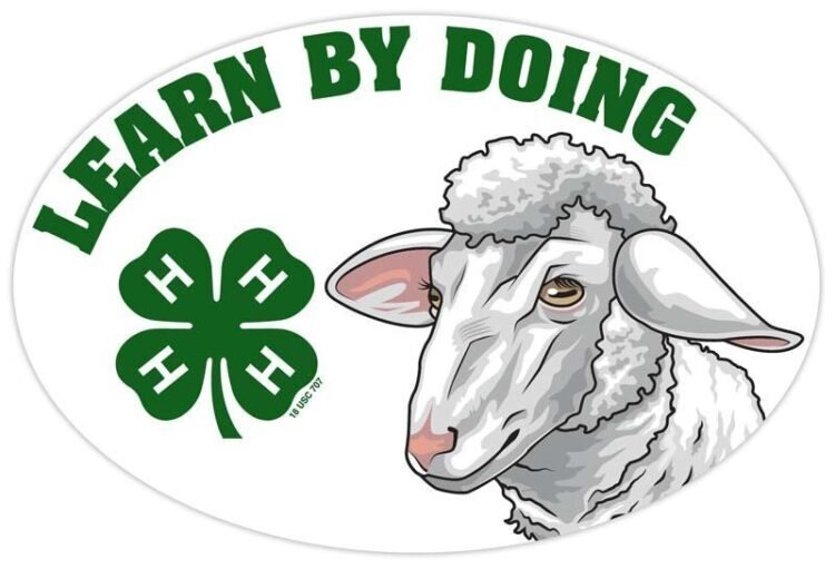 4-h refrigerator magnet - sheep