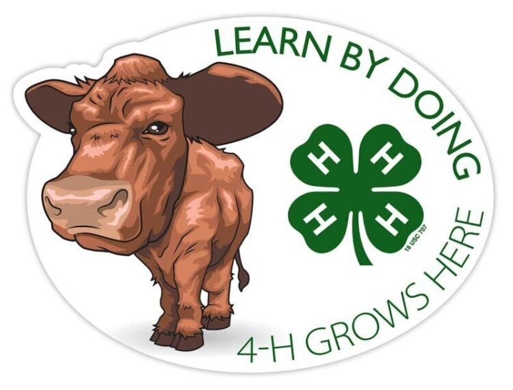 4-h sticker - beef cattle