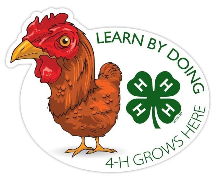 4-h sticker - chicken