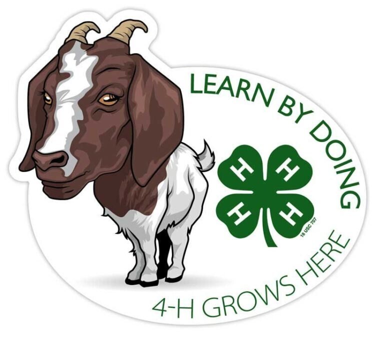 4-h sticker - goat