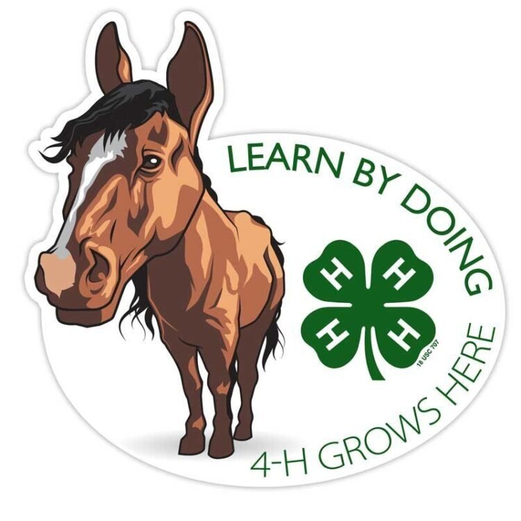 4-h sticker - horse
