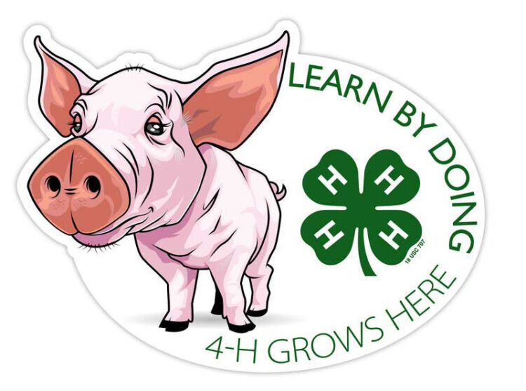 4-h sticker - pig
