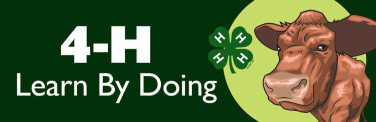 4-h bumper sticker -