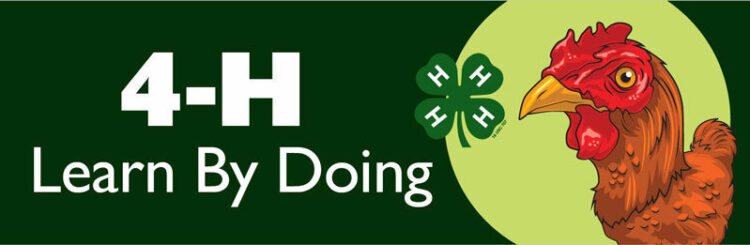 4-h bumper sticker -