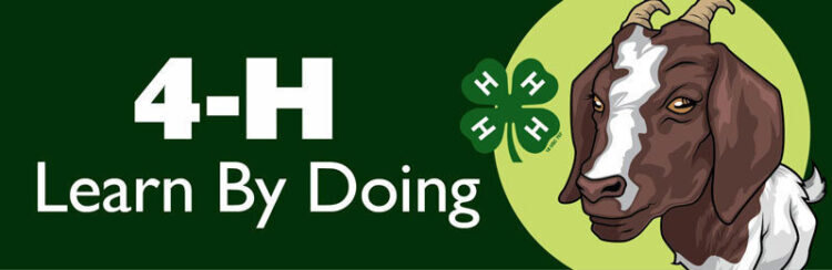 4-h bumper sticker -
