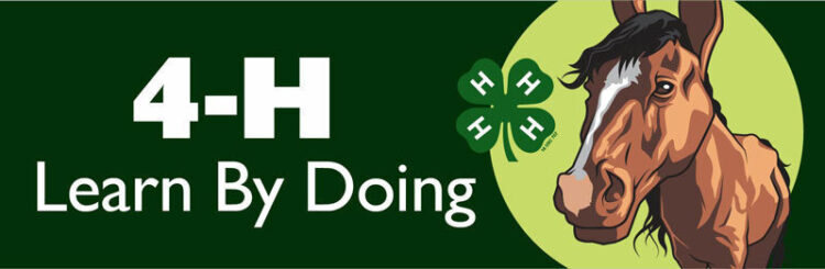 4-h bumper sticker -
