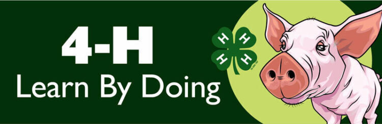 4-h bumper sticker -
