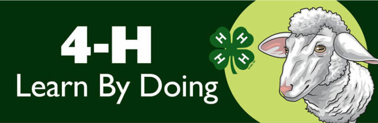4-h bumper sticker -