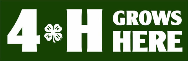 4-h bumper sticker 4-h grows here bumper sticker - alt text