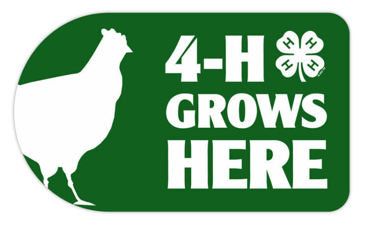4-h sticker - chicken