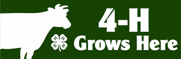 4-h bumper sticker -