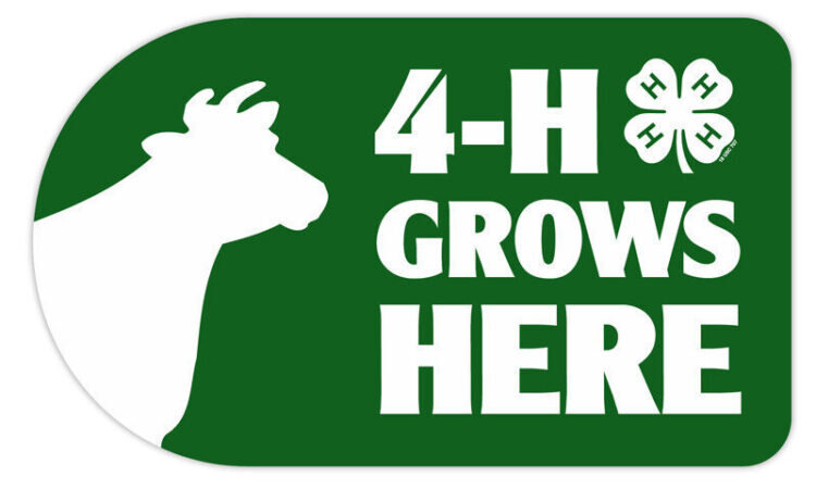 4-h sticker - cow