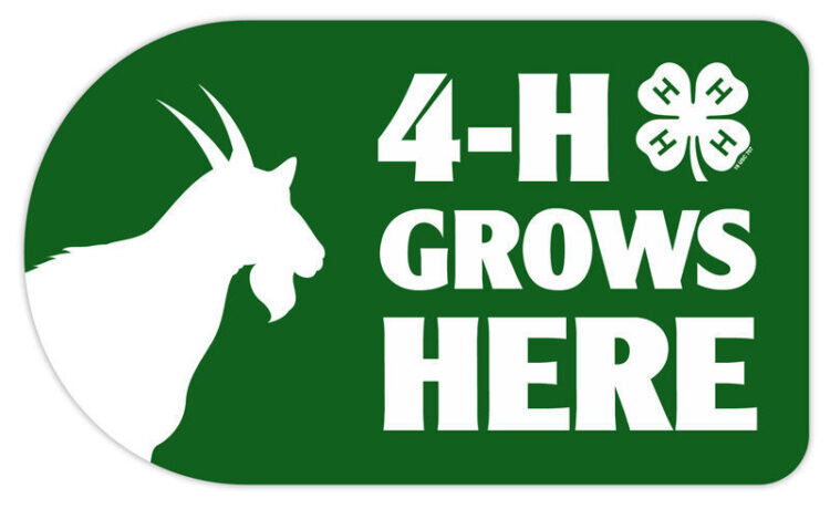4-h sticker - goat
