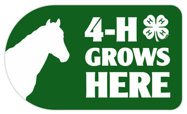 4-h sticker - horse