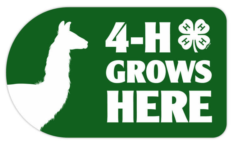 4-h sticker - llama