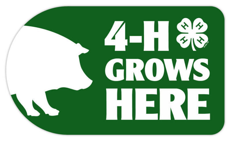 4-h sticker - pig