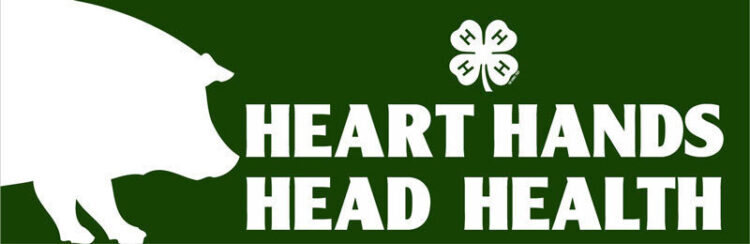 4-h bumper sticker - pig
