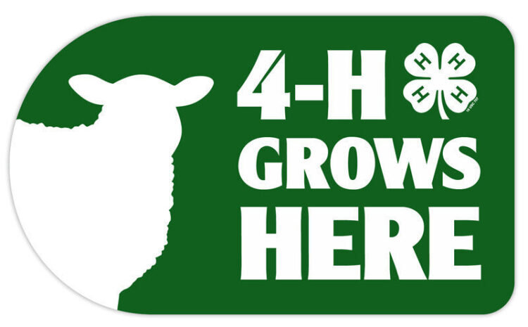 4-h sticker - sheep