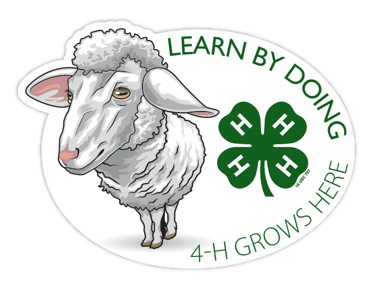 4-h sticker - sheep