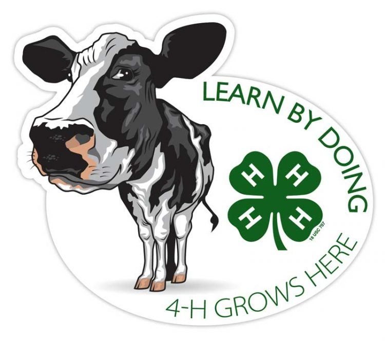 4-h sticker - dairy cow